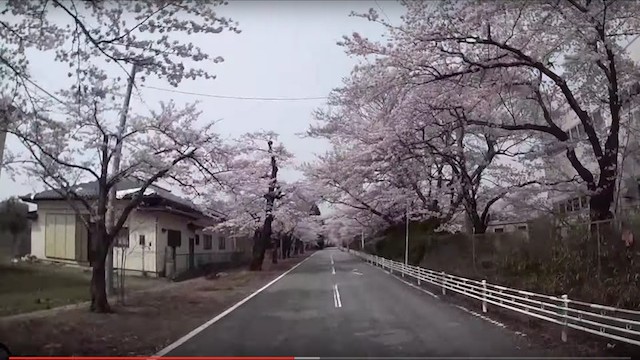 2016.4.10・夜ノ森一市の沢／桜並木