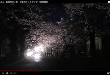 2016.4.6・富岡町夜ノ森・桜並木ライトアップ （HD推奨）