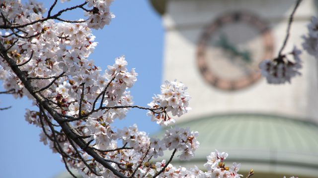 2017年春／大熊町の桜