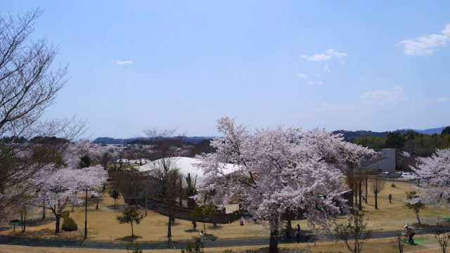 2017年春／広野町の桜
