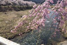 2017年春／川内村の桜