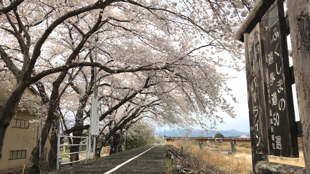 2017年春／浪江町の桜
