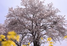 2017年春／楢葉町の桜